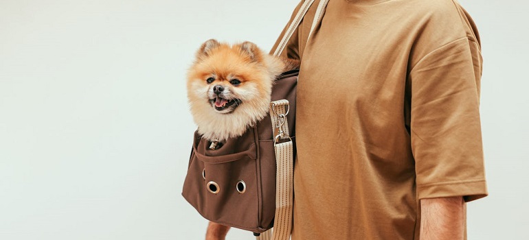 a man relocating with pets to Dubai