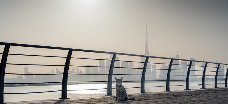 a cat in a Dubai street